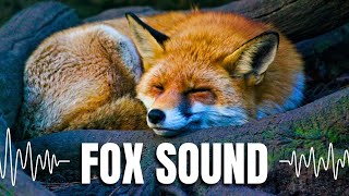 FOX SOUNDS EFFECT  Sounds of Foxes Screaming Barking and Laughing [upl. by Selegna]