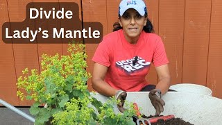 How To Divide Ladys Mantle  Alchemilla mollis [upl. by Toshiko]