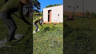 Rocei tudo hoje em volta de casa juntei toda a grama pra dar pros animais aqui do sítio vlog agro [upl. by Siuqcram494]