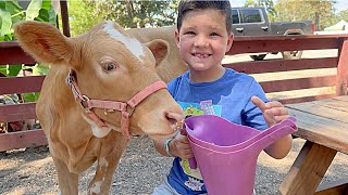 Caleb Goes to the Farm with ANIMALS FEEDING BaBY COWS PIGS HORSES at the PETTING ZOO with MOMMY [upl. by Eneliak]