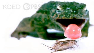 What Makes This Frogs Tongue So Fast AND Sticky  Deep Look [upl. by Doe190]