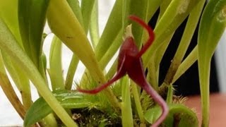 Orchid care growing Masdevallia herradurae care and culture [upl. by Nnyleuqcaj806]