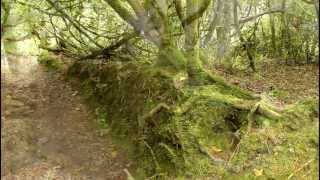 Knockomagh Wood Skibbereen County Cork Ireland [upl. by Crenshaw]