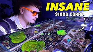 My Coral Collection High End Corals amp BudgetFriendly Beginner Frags [upl. by Vaish]