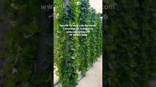 Vertical Farming in Aerotower hydroponics vertical garden greenhouse strawberry [upl. by Aridnere]