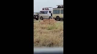 Lions came near us smilling at Masaai Mara National Park in Africa 🇰🇪 kenya [upl. by Barbie]