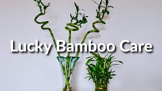 A Houseplant That Grows In Water Lucky Bamboo Care Tips  Joy Us Garden [upl. by Crichton]