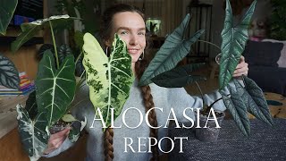 Alocasia repot  Corm hunting [upl. by Cohbert]