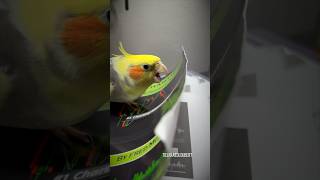 Random Singing Attack ft Loubert the Goofy Cockatiel  Tiel Named Loubert [upl. by Nolur33]