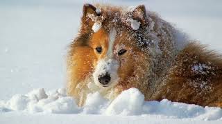 The History and Origins of the Shetland Sheepdog [upl. by Oriaj]