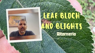 Leaf bloch  Alterneria control [upl. by Oirevas605]