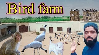 Blue Ribbon Pet Farm  Main Facility Tour and Overview of Exotic Birds [upl. by Eimmis]