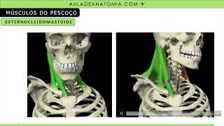 RESUMO MÚSCULOS DA ATM E PESCOÇO anatomy fisioterapia medico enfermagem musculação muscular [upl. by Barncard]