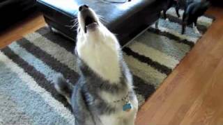 Mishka the Talking Husky Howls Barks then Sneezes [upl. by Rahas]