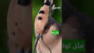 دراسة جديدة تكشف سلوكيات الحيوانات أثناء كسوف الشمس الكلّي [upl. by Rexfourd759]