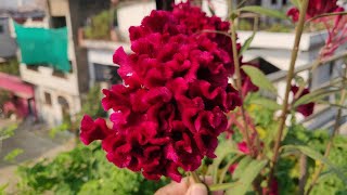 How to Grow Cockscomb  Growing Cockscomb Flower In The Garden  Celosia  मखमली फूल [upl. by Aoh1]