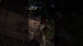 Howling cats every night  Same 2 cats unbelieveable [upl. by Ahsiad]