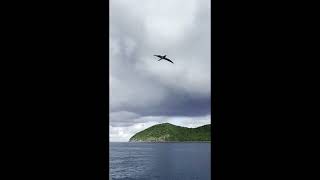 Seabird St Thomas [upl. by Aurelie]