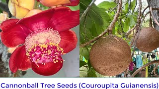 Naga linga Flower Cannonball Nagalingam Couroupita Guianensis Cannonball Tree Seeds [upl. by Rehtaef919]