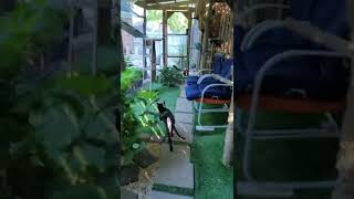 Catio Chronicles Tales from Whisker Town  Hurry shorts [upl. by Dickerson]