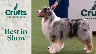 Best in Show  Crufts 2024 [upl. by Pierrette]