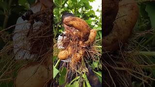 Remove sweet potato harvesting activities from farmers with rural farming life reels 2024 shorts [upl. by Acino]