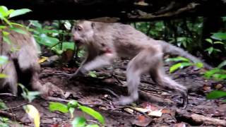 Infanticide in Long tail Macaque [upl. by Atikehs508]