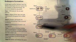 Endospore Formation [upl. by Naujet]