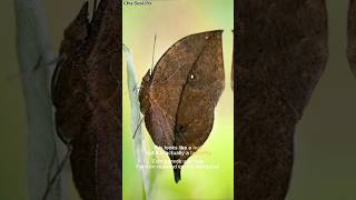 How The Butterfly Disguises Itself as a Dead Leaf [upl. by Aniluj]