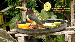 ARAÇARICASTANHO PTEROGLOSSUS CASTANOTIS CHESTNUTEARED ARACARI Pássaros que visitam o quintal [upl. by Sturges]