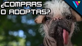 VIEJOS AMORES PERROS  Viejos Payasos Ep 268 [upl. by Mohandis]