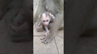 monkey lovestory babyanimals cute [upl. by Acherman]