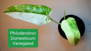 Unboxing Philodendron Domesticum Variegated UPS 2day service [upl. by Gal]