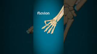 Metacarpophalangeal joint and interphalangeal joint movementsphysiorehabdrsamia [upl. by Nunciata]