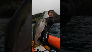 MASSIVE Yellowtail Kingfish on Speargun Freediving spearfishing fishing freediving [upl. by Nnylekoorb]