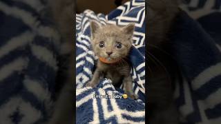 Noodles 🍜 has a dream 🥺… babykitten dreams fosterkitten cutekitten [upl. by Davidde]