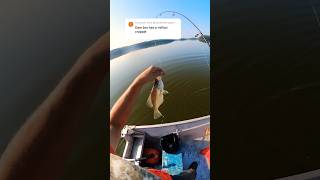 That’d be a Wabigoon Lake limit of Crappie crappie fishing [upl. by Elamor71]