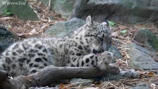 Snow Leopard Cub on Exhibit  Bronx Zoo [upl. by Welby]