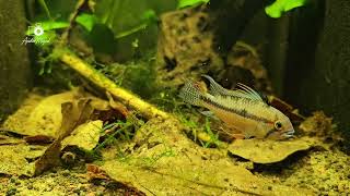 WC Apistogramma cf Cacatuoides Rio Purus [upl. by Lombardo775]