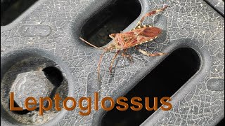 Western conifer seed bug Leptoglossus occidentalis [upl. by Pattani]