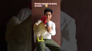 El gallo cantando otro Nivel gallos gallo rooster funny [upl. by Obla]