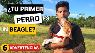 ¿Un beagle como primera mascota  Dueños Primerizos [upl. by Rahel]