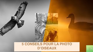 PHOTOS D’OISEAUX  5 CONSEILS POUR REUSSIR VOS PHOTOS [upl. by Lory324]