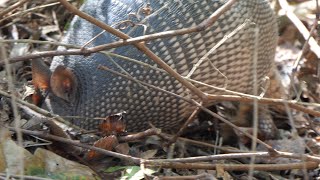 Armadillo looks for food under leaves [upl. by Monia]