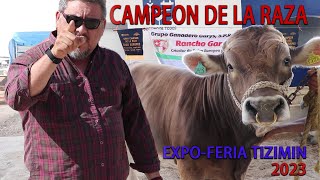 Toro Suizo EuropeoCampeón de la razaExpoFeria Tizimín 2023 [upl. by Sachsse11]