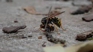 Paper wasp Polistes dominula capturing and dismembering a Macronemurus [upl. by Denyse273]