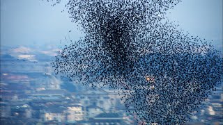 Ten Million Starlings Swarm 7 Tonnes of Bird Poo  Superswarm  BBC Earth [upl. by Ahsiener222]