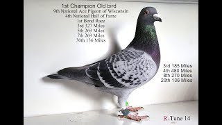 Super Leo Heremans Racing Pigeon [upl. by Aicnilav]