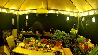 Bear Tiptoes Through Decorations on Pennsylvania Deck [upl. by Retnyw]