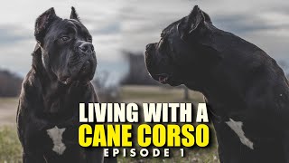 MOBBED at Lowes  Living With a Cane Corso Ep 01 [upl. by Aynnat]